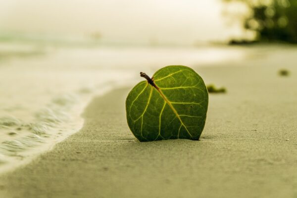 Blad in het zand aan het water