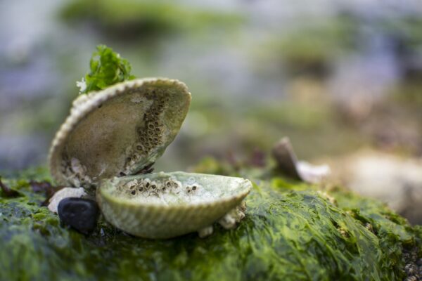 Open schelp op zeewier