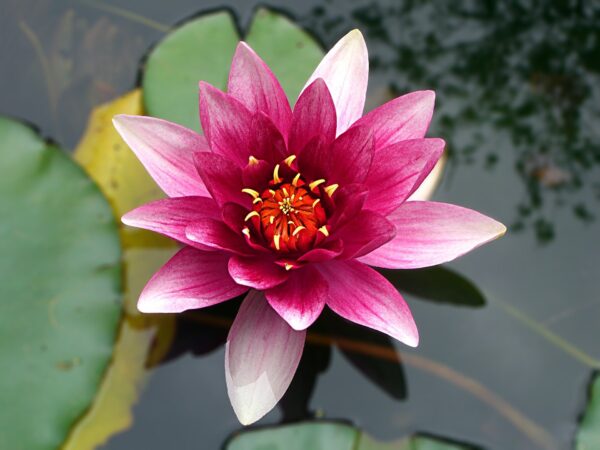 Magenta roze lotus in het water